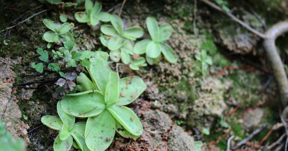 Pinguicula salva: la rara pianta carnivora � sopravvissuta all'alluvione di agosto